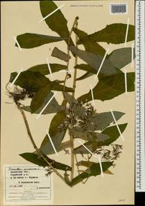 Prenanthes purpurea L., Eastern Europe, West Ukrainian region (E13) (Ukraine)