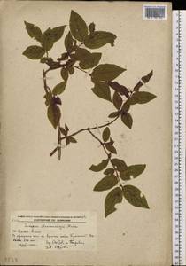 Lonicera maximowiczii, Siberia, Russian Far East (S6) (Russia)