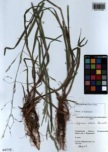 Glyceria notata Chevall., Siberia, Altai & Sayany Mountains (S2) (Russia)