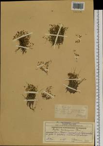 Montia fontana L., Siberia, Chukotka & Kamchatka (S7) (Russia)