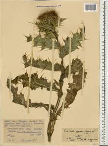 Lophiolepis horrida (Adams) Bures, Del Guacchio, Iamonico & P. Caputo, Caucasus, North Ossetia, Ingushetia & Chechnya (K1c) (Russia)