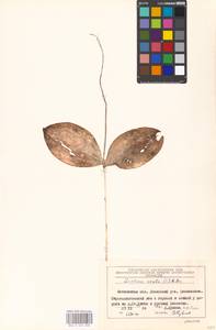 Neottia ovata (L.) Bluff & Fingerh., Eastern Europe, Moscow region (E4a) (Russia)