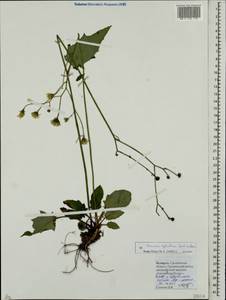 Hieracium murorum subsp. sylvularum (Jord. ex Boreau) Zahn, Eastern Europe, Belarus (E3a) (Belarus)