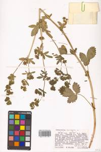 Potentilla norvegica L., Siberia, Russian Far East (S6) (Russia)