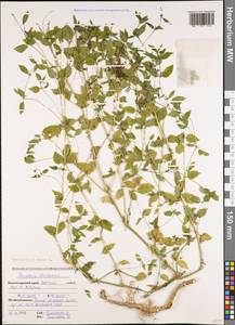 Mercurialis annua L., Caucasus, Krasnodar Krai & Adygea (K1a) (Russia)