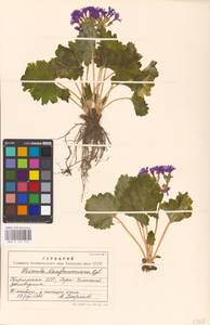 Primula kaufmanniana Regel, Middle Asia, Middle Asia (no precise locality) (M0)