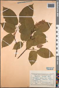 Carpinus cordata Blume, Siberia, Russian Far East (S6) (Russia)