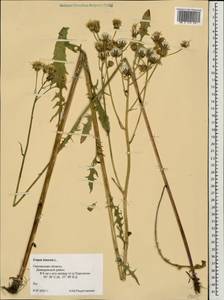 Crepis biennis L., Eastern Europe, Western region (E3) (Russia)