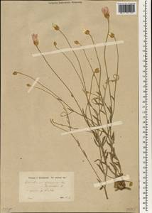 Xeranthemum squarrosum Boiss., South Asia, South Asia (Asia outside ex-Soviet states and Mongolia) (ASIA) (Turkey)