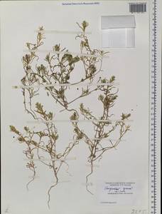 Corispermum, Siberia, Western Siberia (S1) (Russia)