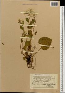 Pachyphragma macrophyllum (Hoffm.) N. Busch, Caucasus, Krasnodar Krai & Adygea (K1a) (Russia)