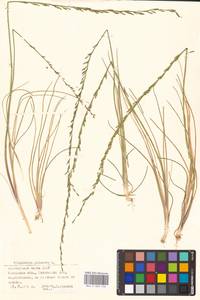 Triglochin palustris L., Eastern Europe, North-Western region (E2) (Russia)