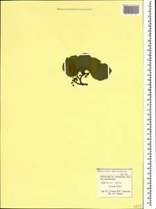 Atadinus microcarpus (Boiss.) Hauenschild, Caucasus, Krasnodar Krai & Adygea (K1a) (Russia)