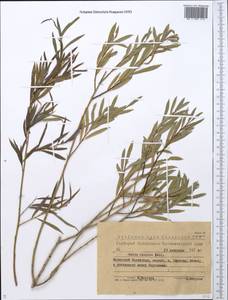 Salix caspica Pall., Middle Asia, Muyunkumy, Balkhash & Betpak-Dala (M9) (Kazakhstan)