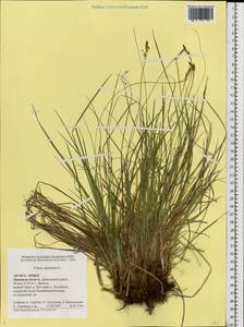 Carex montana L., Eastern Europe, Central forest-and-steppe region (E6) (Russia)