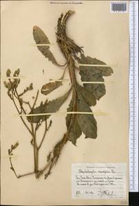 Lactuca crambifolia (Bunge) B. Fedtsch., Middle Asia, Western Tian Shan & Karatau (M3) (Uzbekistan)