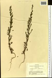 Artemisia scoparia Waldst. & Kit., Siberia, Altai & Sayany Mountains (S2) (Russia)