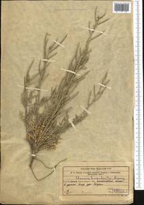Pseudoclausia hispida (Regel) Popov, Middle Asia, Western Tian Shan & Karatau (M3) (Uzbekistan)