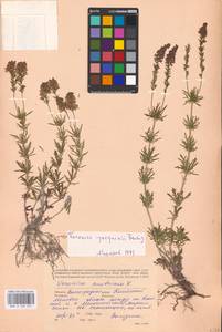 MHA 0 160 231, Veronica austriaca subsp. jacquinii (Baumg.) Watzl, Eastern Europe, Lower Volga region (E9) (Russia)