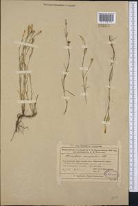 Dianthus ramosissimus Pall. ex Poir., Middle Asia, Muyunkumy, Balkhash & Betpak-Dala (M9) (Kazakhstan)