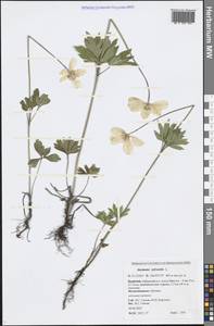 Anemone sylvestris L., Siberia, Baikal & Transbaikal region (S4) (Russia)