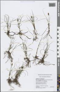 Carex stenophylla Wahlenb., Eastern Europe, Lower Volga region (E9) (Russia)
