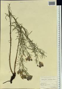 Astragalus cornutus Pall., Siberia, Western Siberia (S1) (Russia)