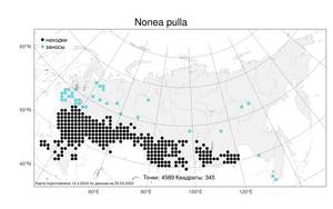 Nonea pulla (L.) DC., Atlas of the Russian Flora (FLORUS) (Russia)