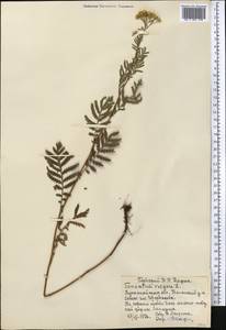 Tanacetum vulgare L., Middle Asia, Northern & Central Kazakhstan (M10) (Kazakhstan)