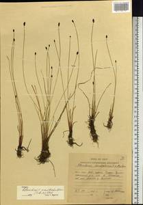 Eleocharis kamtschatica (C.A.Mey.) Kom., Siberia, Russian Far East (S6) (Russia)