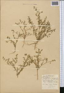 Spergularia media (L.) C. Presl, Middle Asia, Caspian Ustyurt & Northern Aralia (M8) (Kazakhstan)
