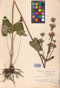 MHA 0 154 218, Phlomoides tuberosa (L.) Moench, Eastern Europe, Middle Volga region (E8) (Russia)