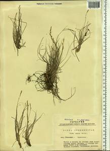 Carex supina Willd. ex Wahlenb., Siberia, Western Siberia (S1) (Russia)