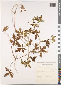 Geranium sibiricum L., Caucasus, Stavropol Krai, Karachay-Cherkessia & Kabardino-Balkaria (K1b) (Russia)