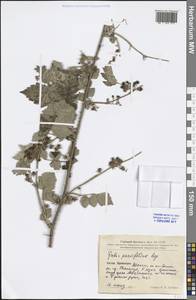 Rubus parvifolius L., South Asia, South Asia (Asia outside ex-Soviet states and Mongolia) (ASIA) (China)