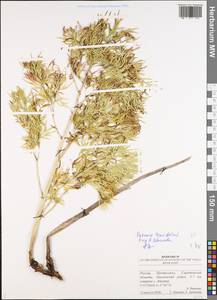 Paeonia tenuifolia L., Eastern Europe, Lower Volga region (E9) (Russia)