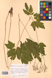 Thalictrum tuberiferum Maxim., Siberia, Russian Far East (S6) (Russia)