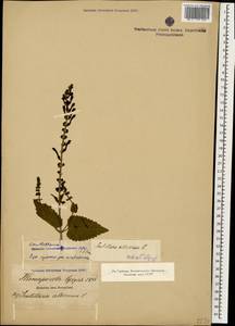 Scutellaria altissima L., Caucasus, Abkhazia (K4a) (Abkhazia)