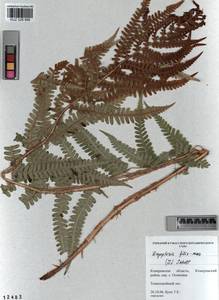 Dryopteris filix-mas (L.) Schott, Siberia, Altai & Sayany Mountains (S2) (Russia)