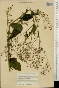 Lapsana communis subsp. intermedia (M. Bieb.) Hayek, Caucasus, Georgia (K4) (Georgia)