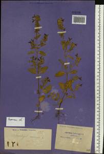 Stachys annua (L.) L., Eastern Europe, Central region (E4) (Russia)