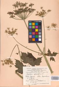 Heracleum sphondylium L., Eastern Europe, West Ukrainian region (E13) (Ukraine)