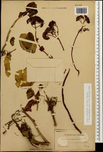 Hylotelephium maximum subsp. ruprechtii (Jalas) Dostál, Caucasus (no precise locality) (K0)