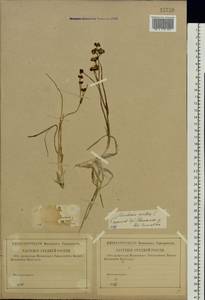 Scheuchzeria palustris L., Eastern Europe, Lower Volga region (E9) (Russia)