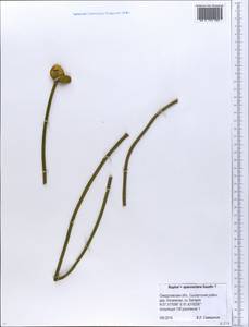 Nuphar ×spenneriana Gaudin, Eastern Europe, Eastern region (E10) (Russia)