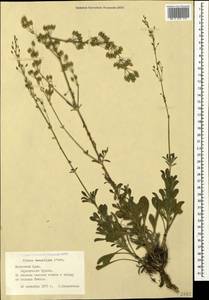Silene densiflora, Crimea (KRYM) (Russia)