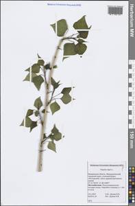 Populus nigra L., Siberia, Altai & Sayany Mountains (S2) (Russia)