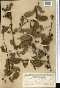 Berberis integerrima Bunge, Middle Asia, Western Tian Shan & Karatau (M3) (Kazakhstan)