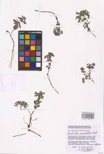 Euphorbia undulata M.Bieb., Eastern Europe, Lower Volga region (E9) (Russia)