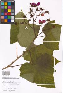 Rubus odoratus L., Eastern Europe, Moscow region (E4a) (Russia)